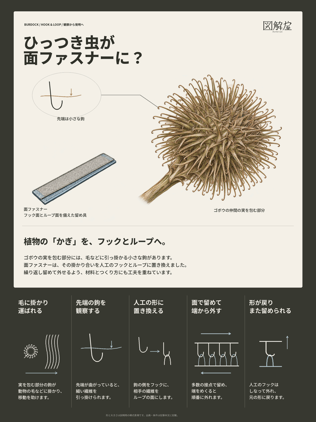 ひっつき虫はどう面ファスナーの仕組みになったのか