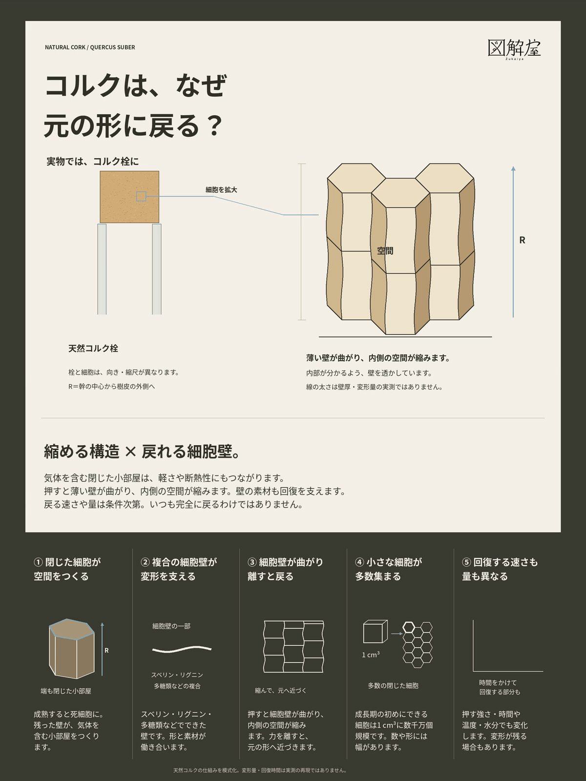 コルクは、なぜ押しても元の形に戻りやすい?