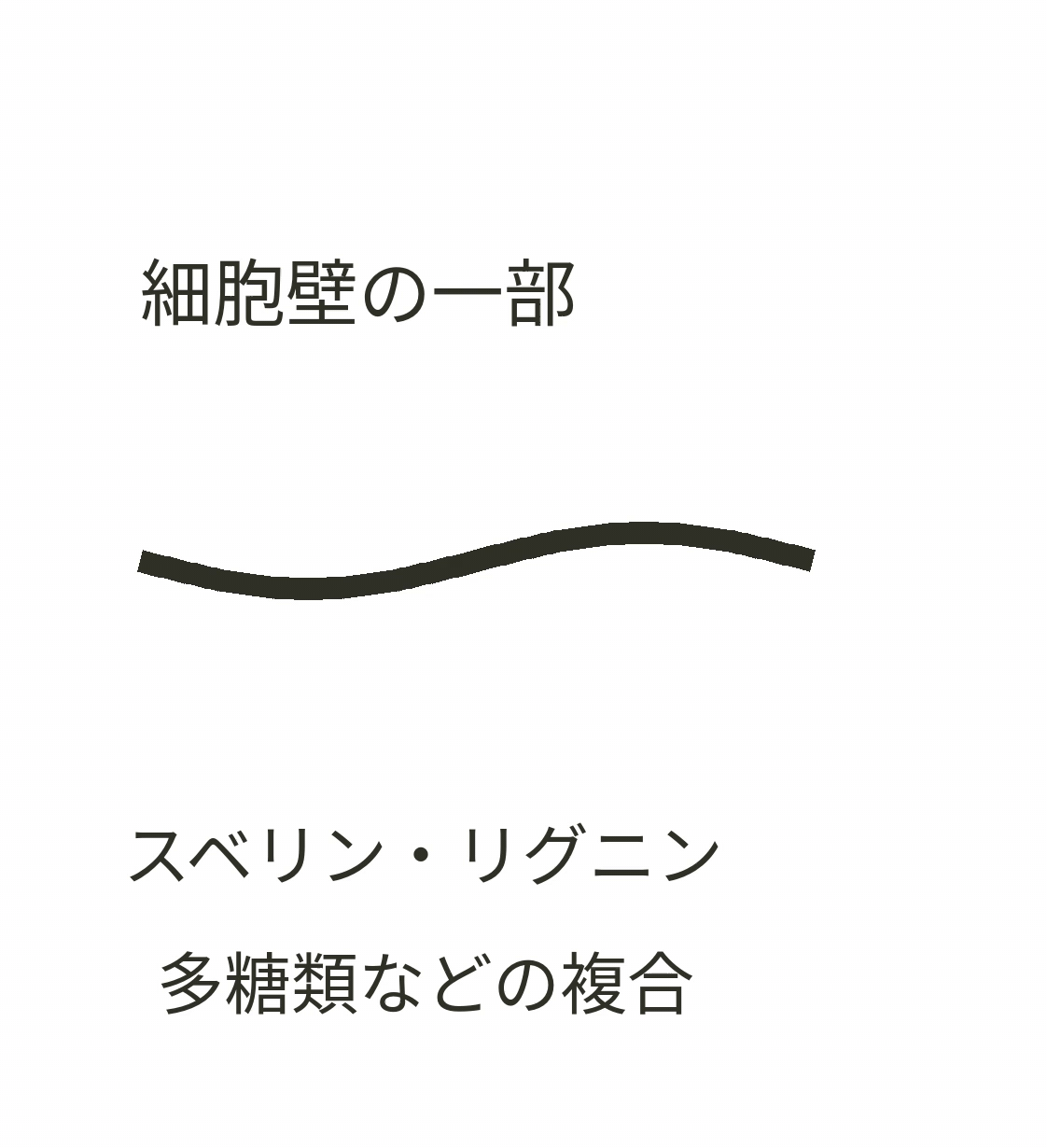 ② 細胞壁を構成するスベリン、リグニン、多糖類などの複合材料の模式図