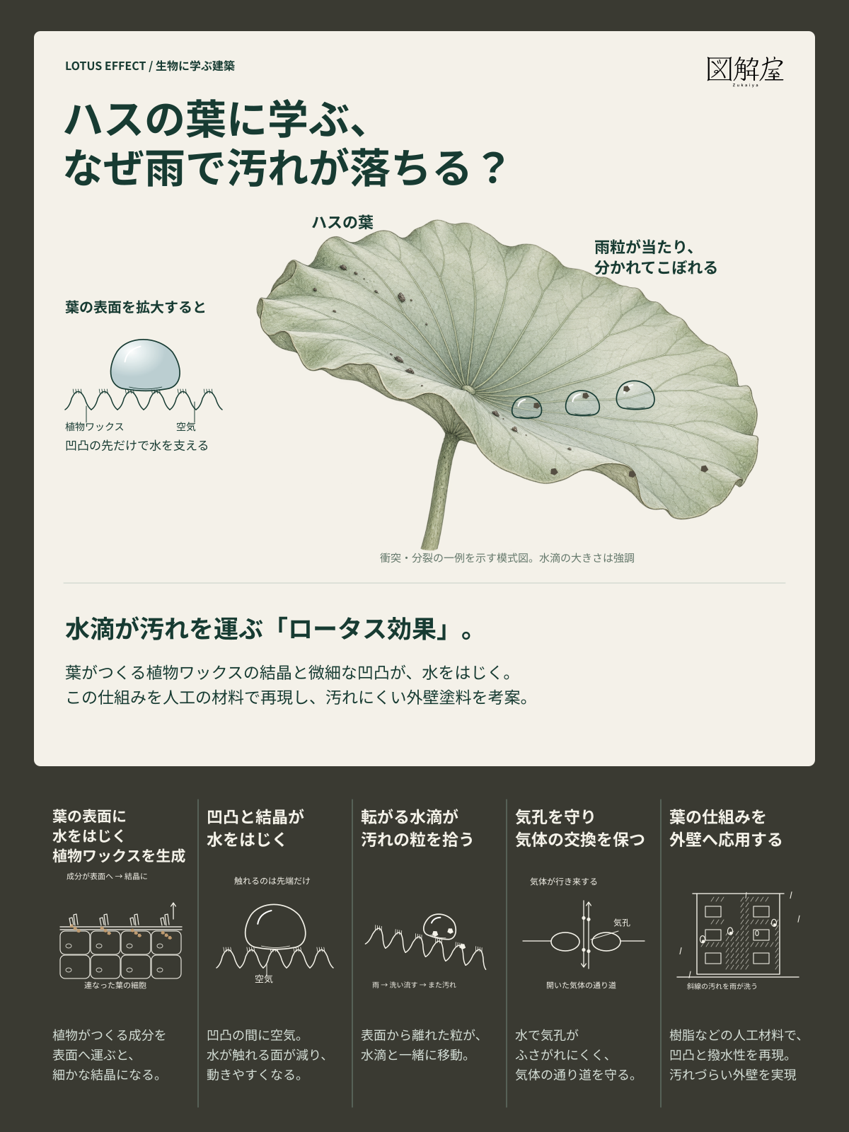 ハスの葉に学ぶ、なぜ雨で汚れが落ちる?