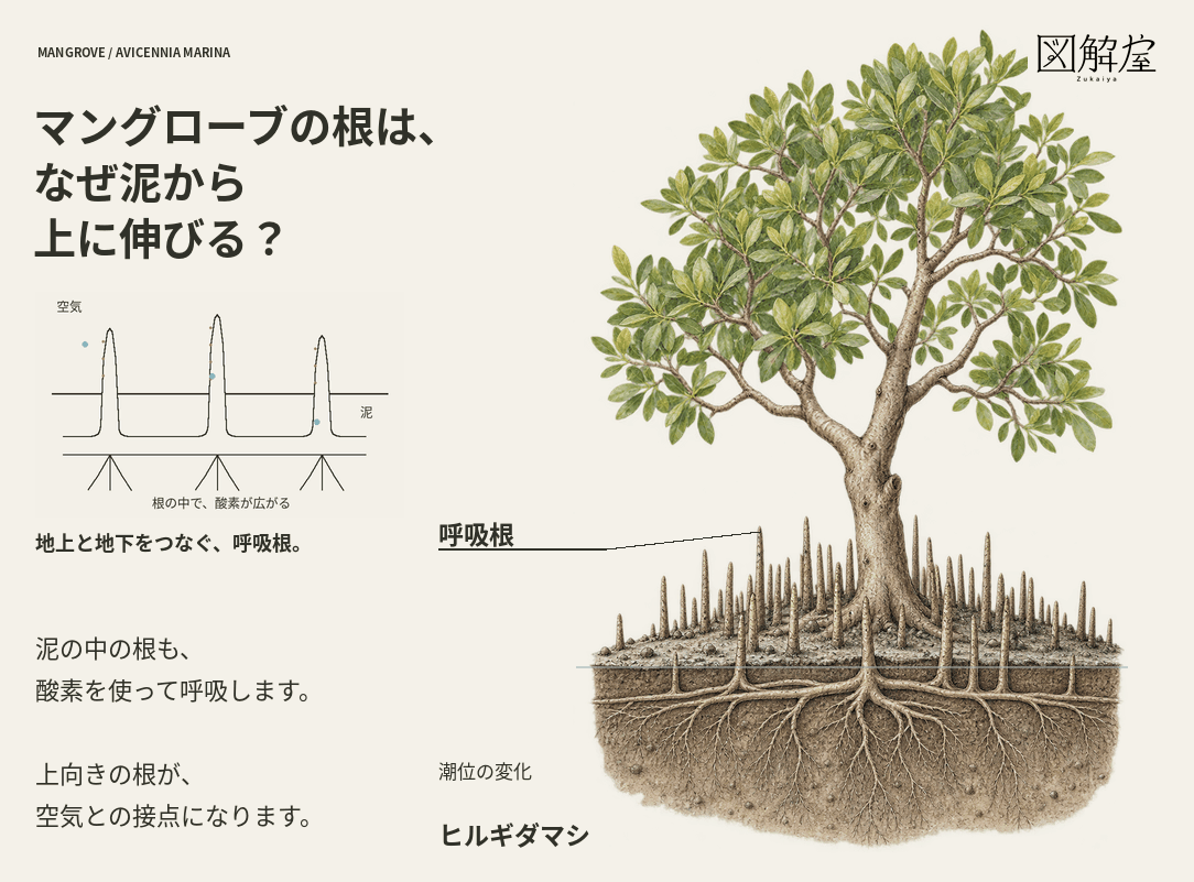 ヒルギダマシの呼吸根が泥から上へ伸び、空気中の酸素を地下の根へ届ける仕組み