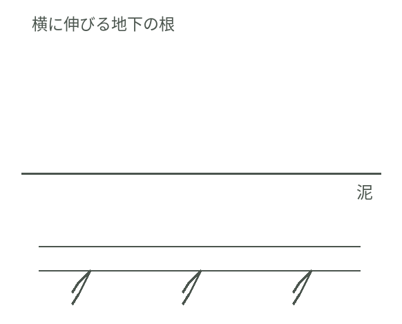 地下を水平に走る根から、鉛筆状の呼吸根が上へ伸びるヒルギダマシの断面模式図