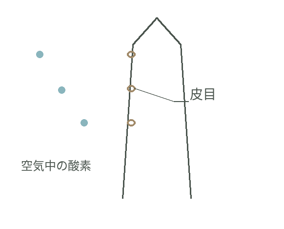 呼吸根の側面にある皮目などから、酸素が内部へ入る様子を拡大した模式図
