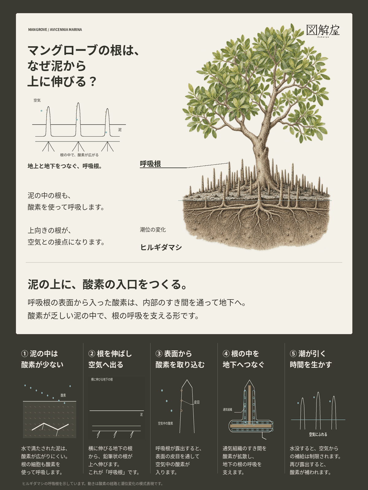 マングローブの根が泥から上へ伸びる理由を、ヒルギダマシの根の構造と五つの段階でまとめた図解カード