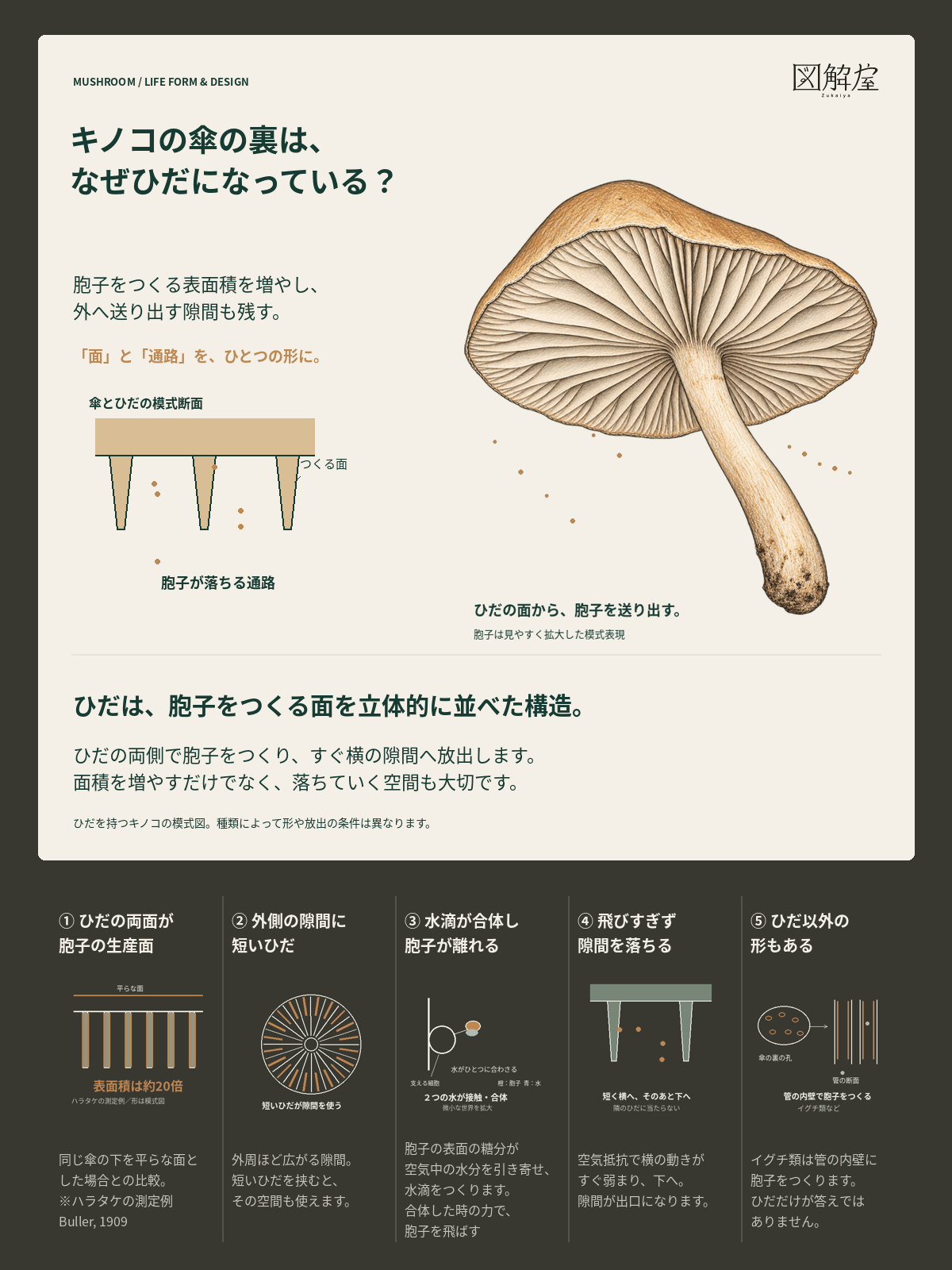 キノコの傘の裏は、なぜひだになっている?