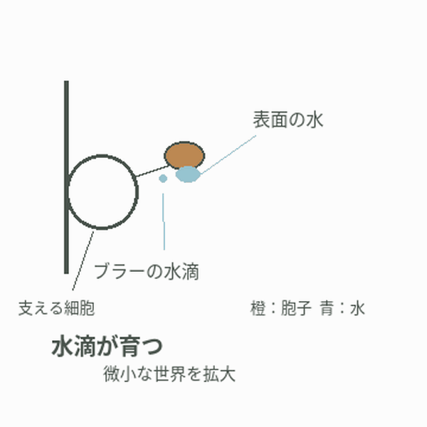 水滴が合体し、胞子がひだの面から離れる模式図。