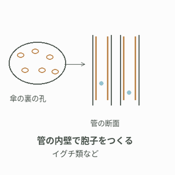 管の内側に胞子形成面がある仲間の模式断面。