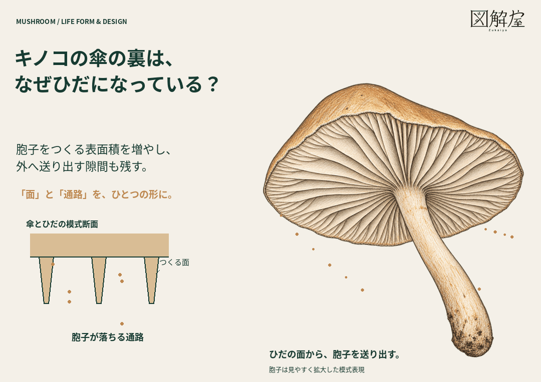 キノコのひだの働きを示すメイン図解。タイトル、傘の裏のスケッチ、胞子が落ちる模式断面。