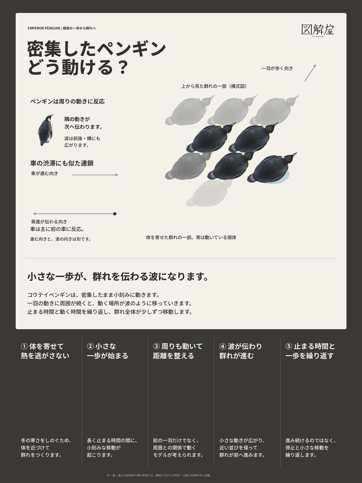 密集から一歩の連鎖、波の伝播、群れの移動までをまとめた完成カード