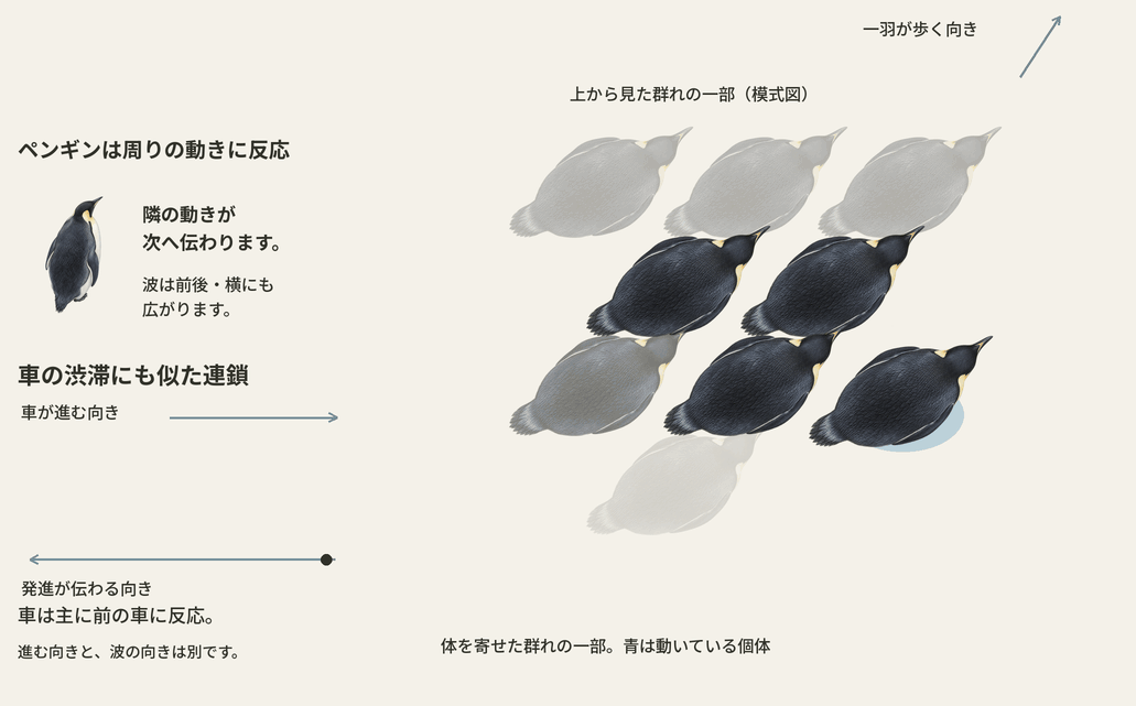 体を寄せた群れの一部を拡大した模式アニメーション。全身のフェードは画面上の処理で、自然下の消失を表しません