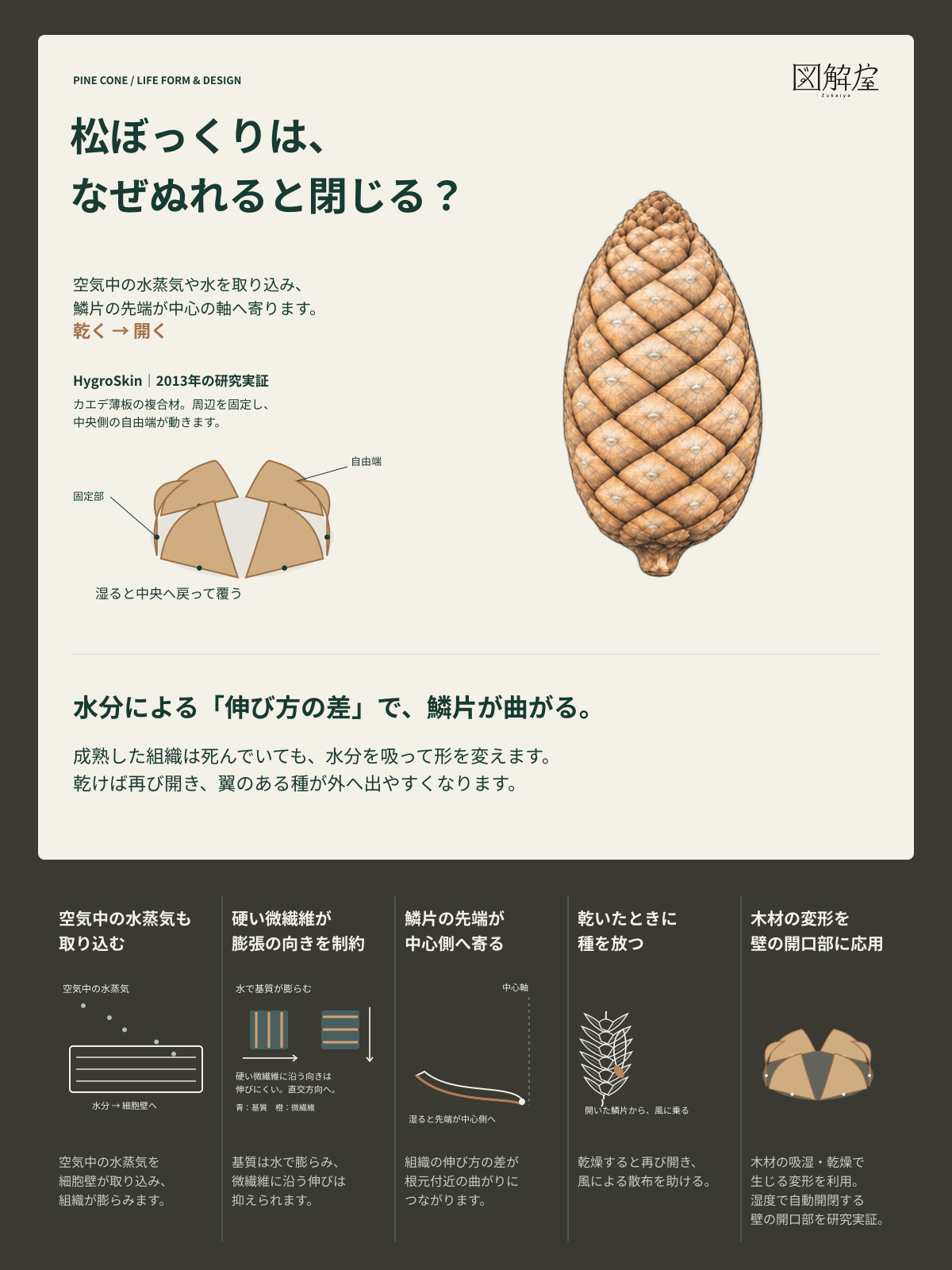 松ぼっくりの吸湿による開閉を5つの視点でまとめた図解カード