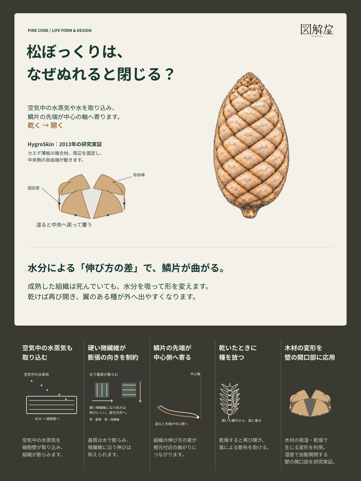 松ぼっくりは、なぜぬれると閉じる?