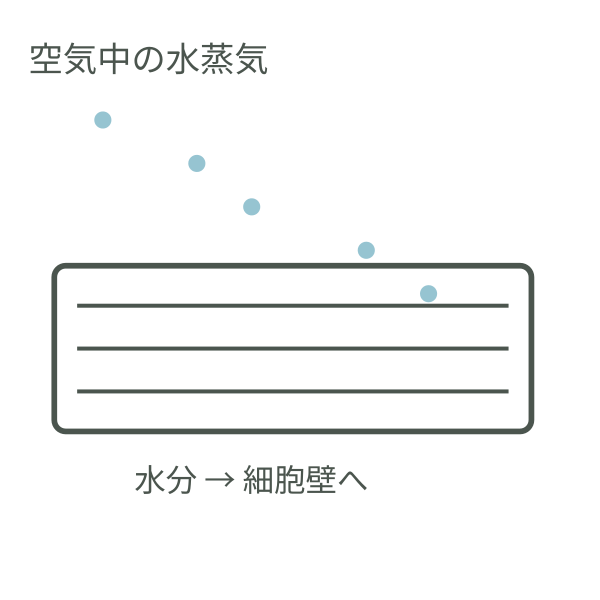 空気中の水蒸気が細胞壁に取り込まれる様子