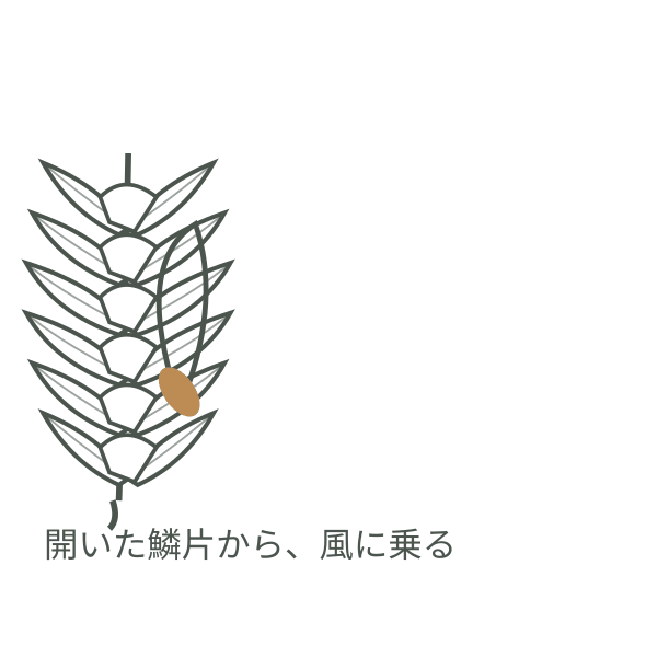 開いた松かさから翼付き種子が飛び出す様子