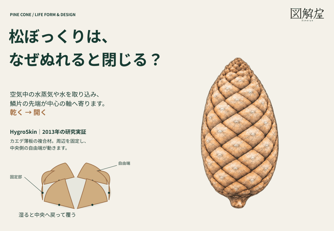 松ぼっくりの開閉と、湿度に応じて動くHygroSkinの開口部