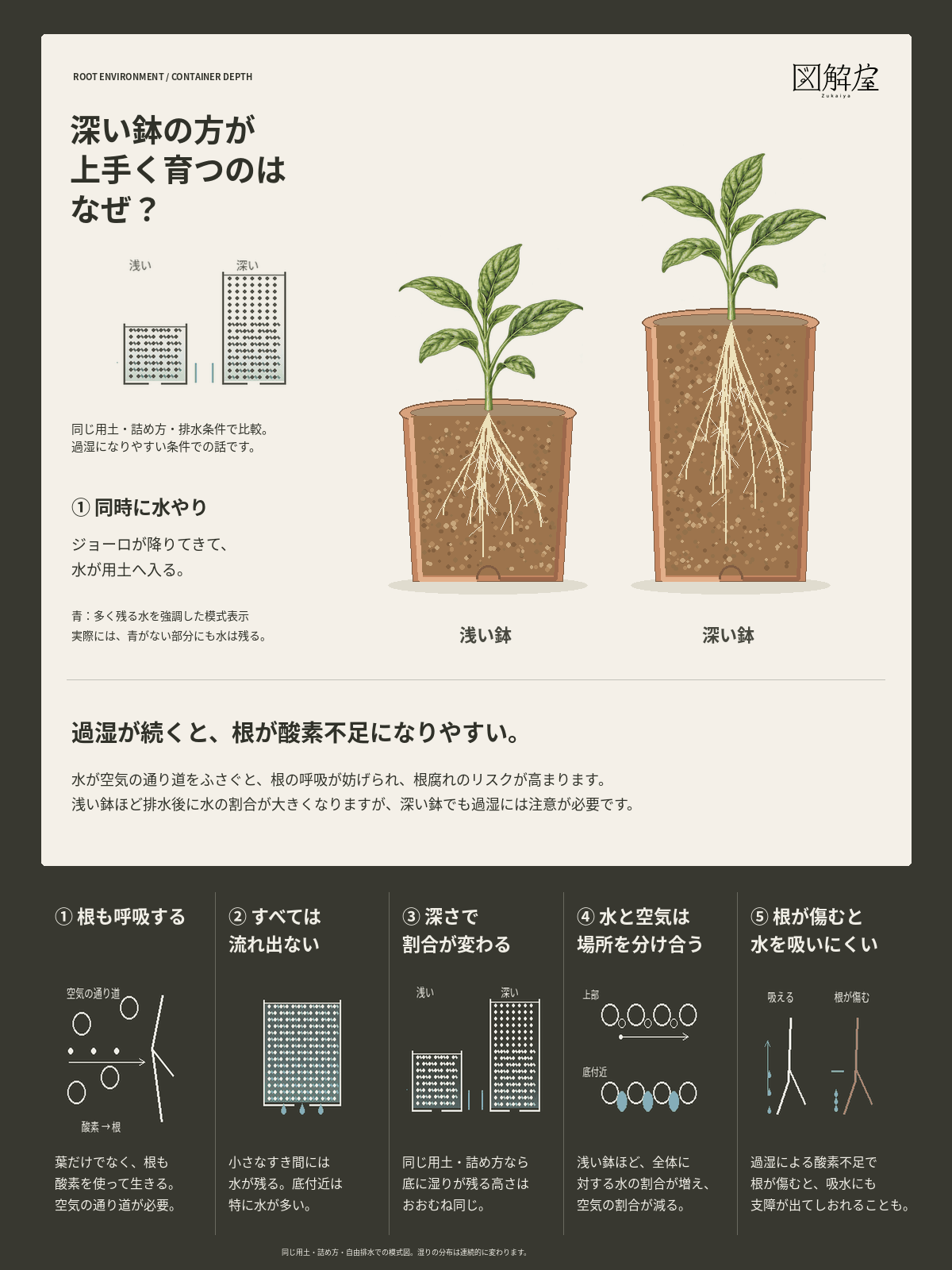深い鉢の方が上手く育つのはなぜ？