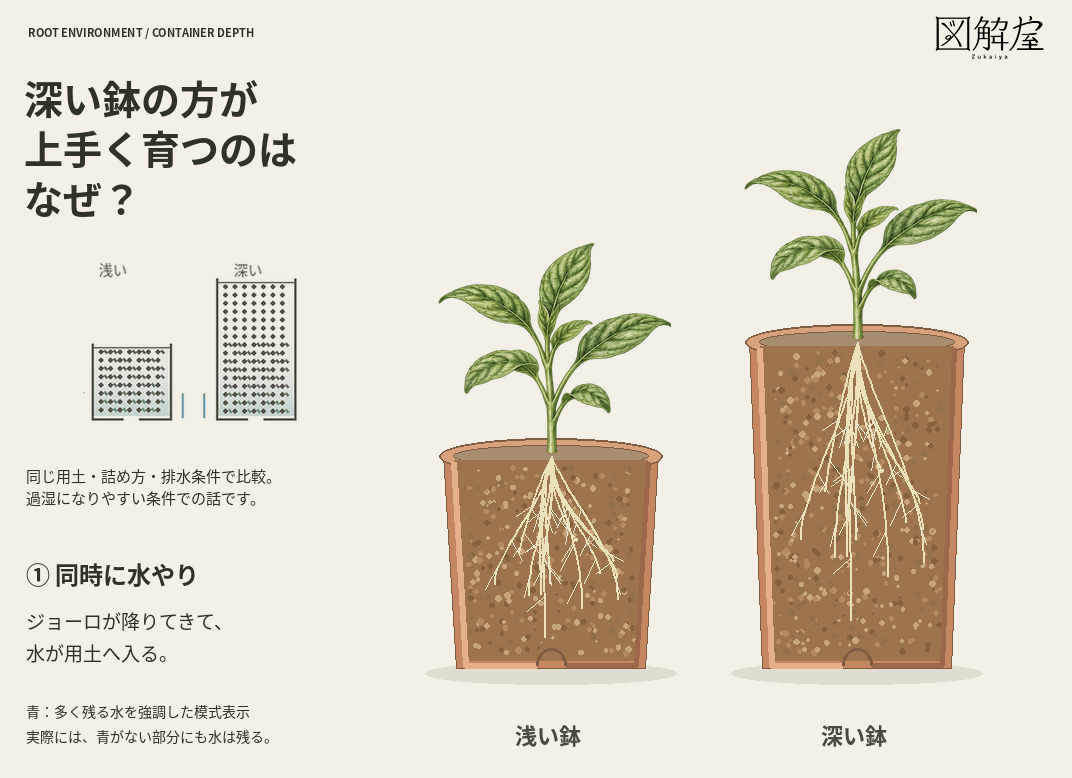 二つの鉢へ同時に水やりし、排水後の水の割合を比較。過湿が続いた場合のしおれを別場面で示す10秒の模式アニメーション