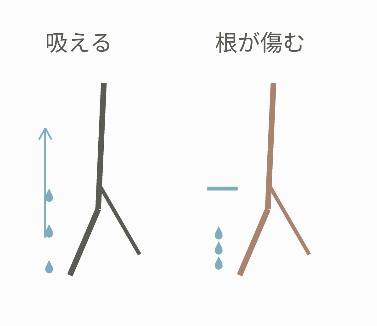 根が働く場合と傷んだ場合の吸水を比べた模式図