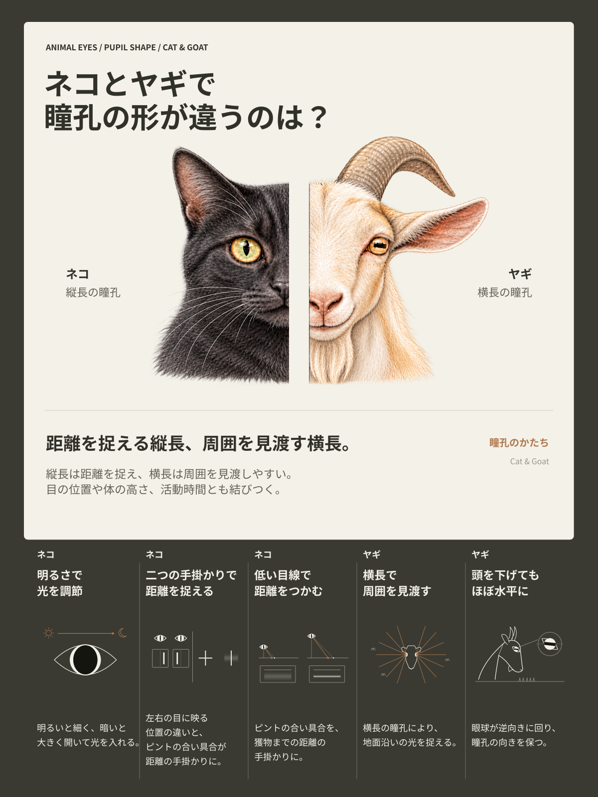 ネコとヤギで瞳孔の形が違うのは?